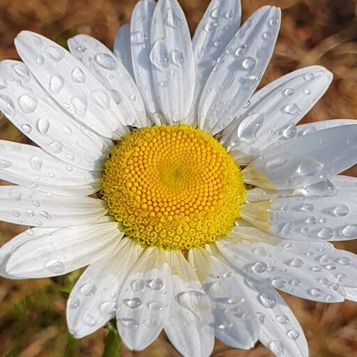 Hvid blomst med regndråber på
